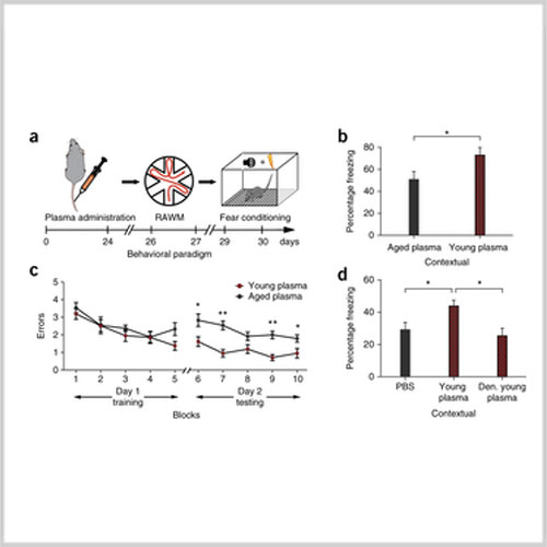 大腦神經系統認知功能與老化