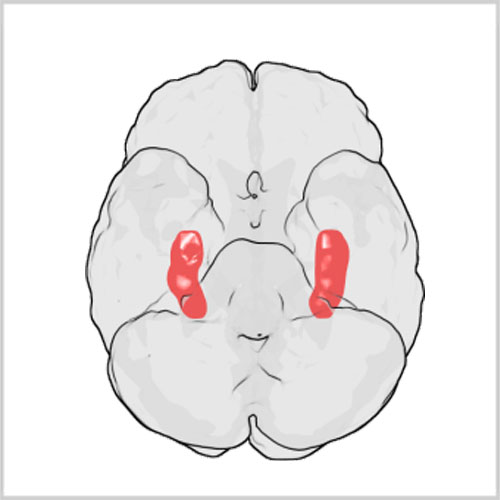 營養攝取與海馬迴的關聯