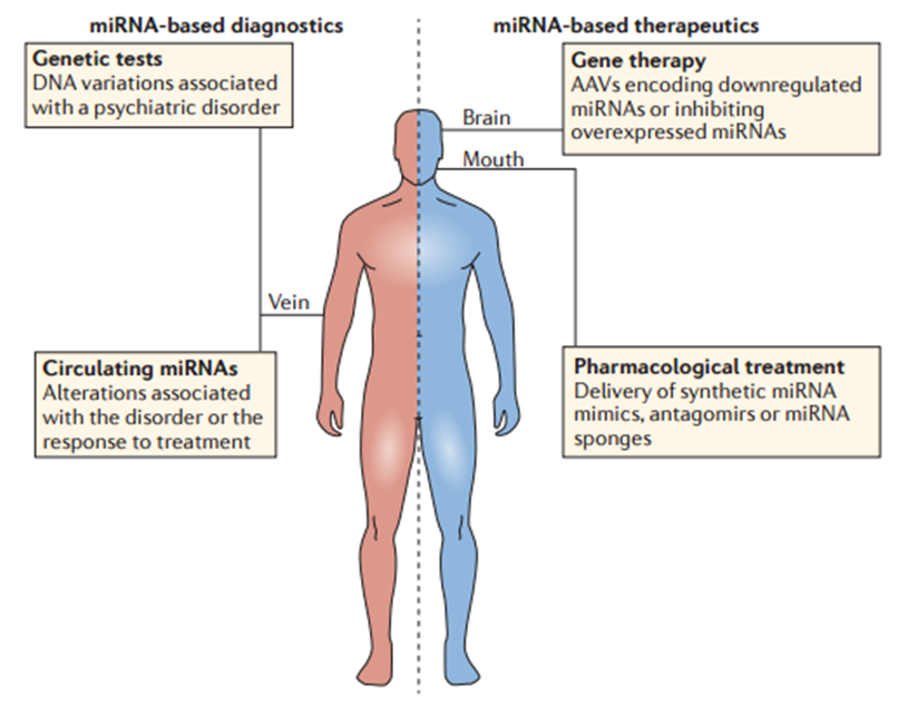 探討microRNAs在精神疾患中的角色