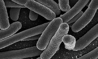 消化道微生物相與神經發育