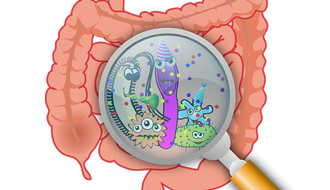 腸道微生物可能是引發大腦髓鞘缺損的元凶