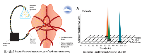 當神經科醫師遇上精神科醫師，一場解謎大腦疾病的跨界對話！