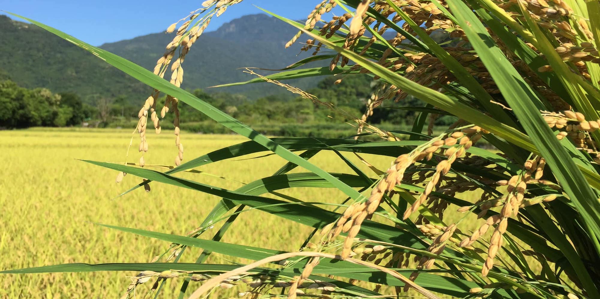 (會員投稿) 開伙煮飯，找回自由人生