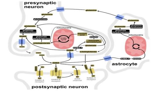維生素B6在神經傳導物代謝扮演的角色
