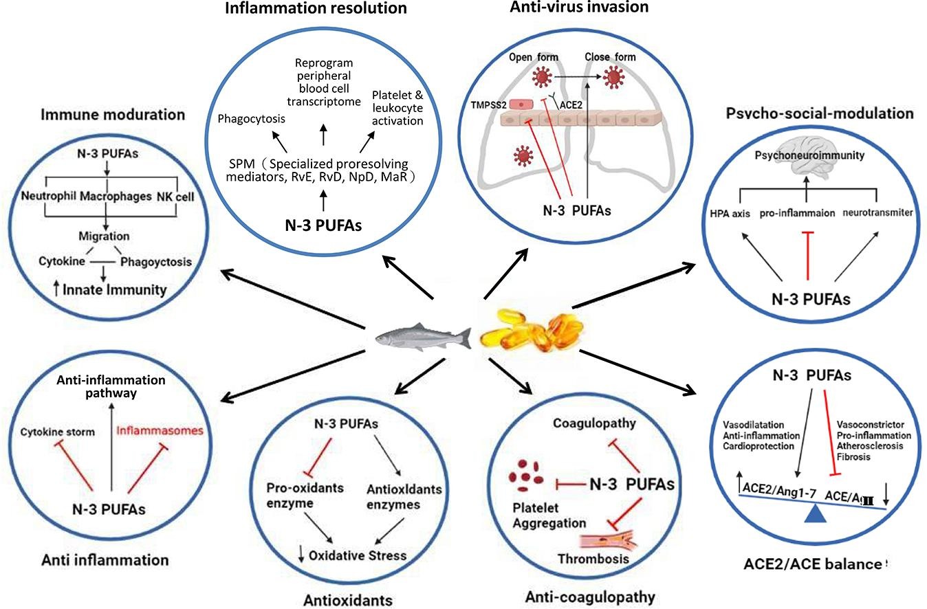 本會研究團隊解構Omega-3對抗長新冠機制，提供治療長新冠的新方向。