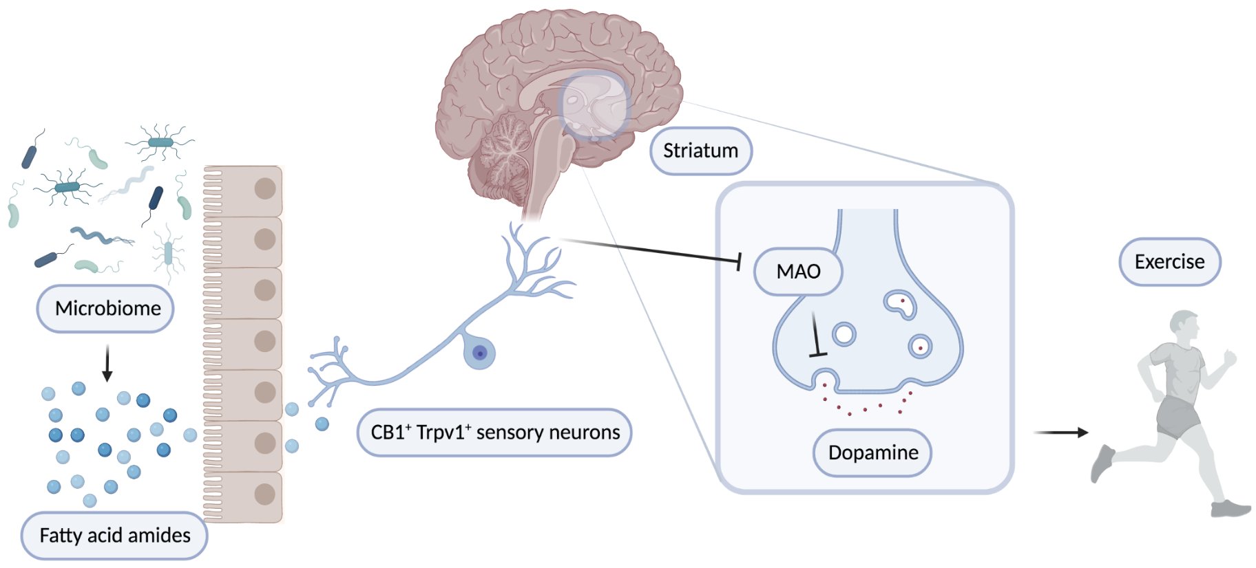 運動堅持不下去？跟腸道菌有關？